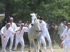 御小人（おこびと）と呼ばれる人たちが屈強な馬を選び総がかりで素手で捕らえ、第一番に捕らえられた馬が神社へ奉納される。この「上げ野馬の神事」による相馬地方の平和・繁栄の祈願を持って、野馬追は終了する（写真提供：南相馬市役所）