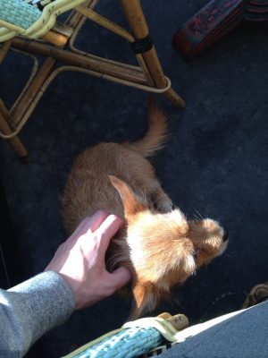 カフェのテラス席。当たり前のように誰かの犬がやってきておとなしく座り、懐いた。日本の飲食店はペット同伴NGがほとんど（撮影：chikara）