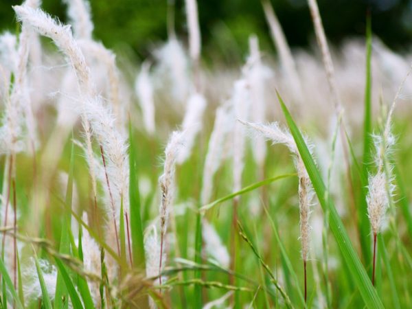 茅は茎を乾燥させて屋根の材料としても使われた