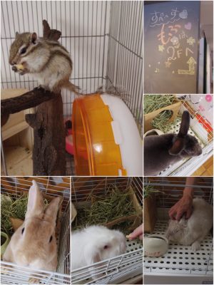 2階ふれあいコーナーの動物たち。うさぎには「たかすぎ」「よしだ」「いとう」「くさか」と下関にゆかりのある人物の名前がつけられている。動物たちのお世話も利用者さんの仕事