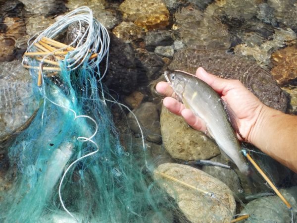 アユは別名「香魚」、英語ではsweetfishと呼ばれている。配合飼料で育つ養殖と違い、天然のアユは石の表面に付いたコケを食べて生活しているから、そのコケが香りになるのだそう。「皇室献上のアユを獲る場所に舟を構えているので、日本最高級ランクのアユを扱っていると思います」（平工さん）写真提供：ゆいのふね
