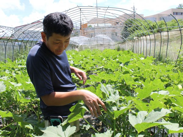 現在は、パイナップル農園のほかにも畑を借りうけ、野菜づくりも手掛けている安彦さん