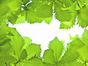 十干の戊は葉が繁る姿を表わし、横溢する生命力を意味する