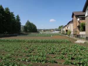 住宅街横に拡がる畑