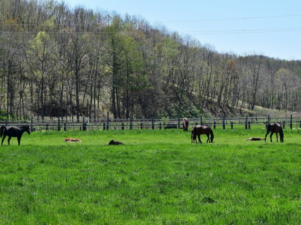 日高路には大小さまざまな牧場が広がり、のんびりとした風景を楽しめる。