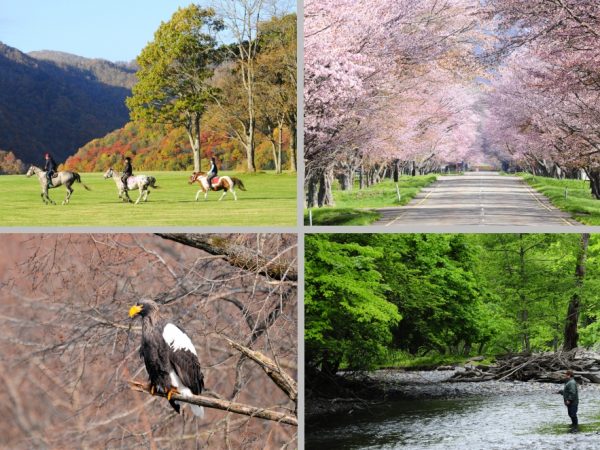 左上／外乗が本州などに比べある程度自由に楽しめるのが魅力　　右上／優駿桜ロードはちょうどゴールデンウィーク前後が満開に　　
左下／貴重なオオワシの姿を見られることも多い　　右下／大久保氏おすすめの渓流釣り。本州では味わえない楽しさが