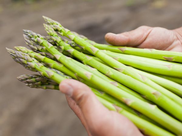 ここの農地で手がけた自慢のアスパラ