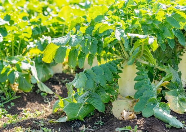 「都会から地方へ移住して農業をしてみたい」と考える人にとって「農地付き空き家」の手引書は十分に役立つはずだ。上記URLから誰でも無料でダウンロード可能