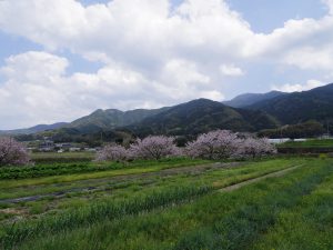 くるくるハイツ近隣の風景。取材時はまだ少し桜が残っていた。この風景の中で子育てをしながら、1時間足らずで中心部まで行ける環境は、かなり魅力的