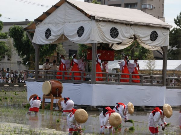 田植えが始まるとほぼ同時に、櫓では八乙女による神楽が奉納される