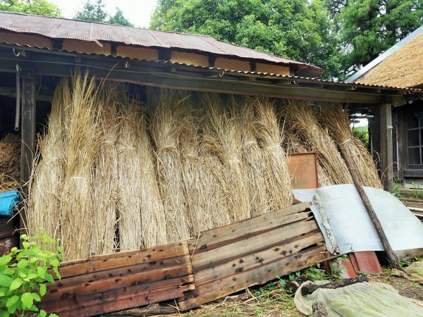 静岡県で購入した茅の束を納屋で保管している