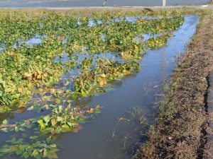土用三郎が雨なら、その年の土用中は雨が多く凶作になり、晴れならば豊作になると信じられた