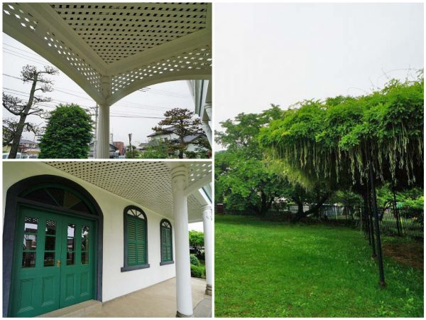 ▲校庭の見事な藤棚は明治の開校当初からこの場所に植えられているもの。藤の花が満開となる5月中～下旬には今も多くの観光客が訪れる。「昭和24年の大型台風で一度この藤棚が壊れてしまったことがありましたが、建物には被害が無かったことが幸いでした」
