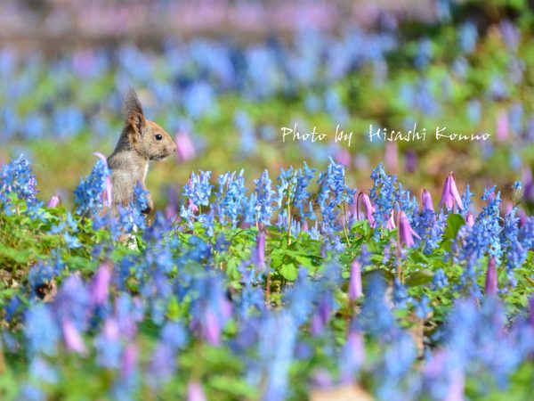 浦臼神社で撮影された一枚。浦臼町には野生の動物も多い