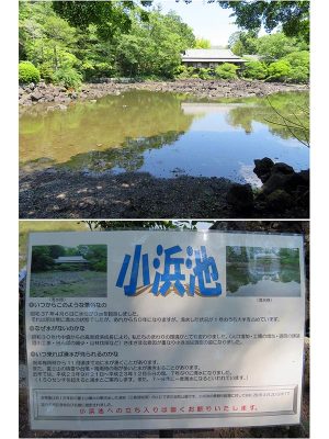 訪れるタイミングによっては池の底が見えることもある