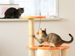 ▲「どうしてもペットの住環境は“人の目線”になりがちですが、事故を防ぐためにも“ペットの目線”に合わせていまの住まい・いまの街を見直してみることをオススメします」（竹田さん談）※写真はイメージ