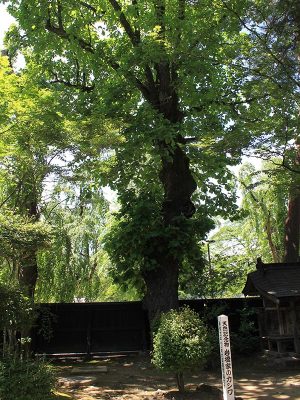 樹齢300年前後と思われる岩橋家のカシワ、天然記念物に指定され樹高22.5メートル。明治の大火も免れて現存している