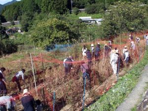 町内の休耕地を耕して春華堂のブランド「五穀屋」で使用するアワ、キビを育てるNPOメンバーたち（写真提供：小松屋製菓）