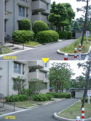 写真上）剪定前の団地の植込み。生い茂っている樹木も2階からの目線が届かず入口も暗い</br>写真下）剪定後の植込み。すっきりと整えられて明るい印象となっている