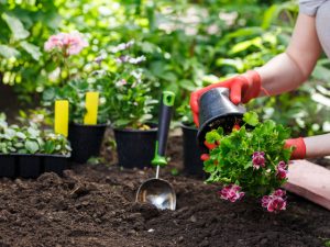 ガーデニングで困る使用後の正しい土の処理方法