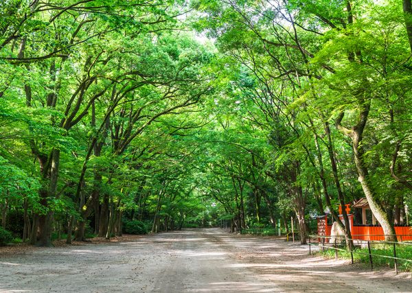 糺の森には静謐な雰囲気が漂っている