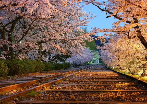 インクラインとは、船を運ぶ台車用に使われた線路のこと。桜の時期にはライトアップも