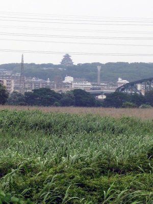 健全な葦原は、美しく、二酸化炭素を吸収してくれる