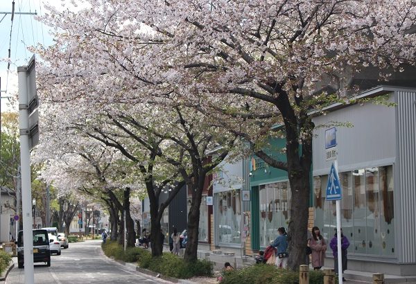 桜が美しく咲き誇るなかでオープンした「SAKUMACHI商店街」