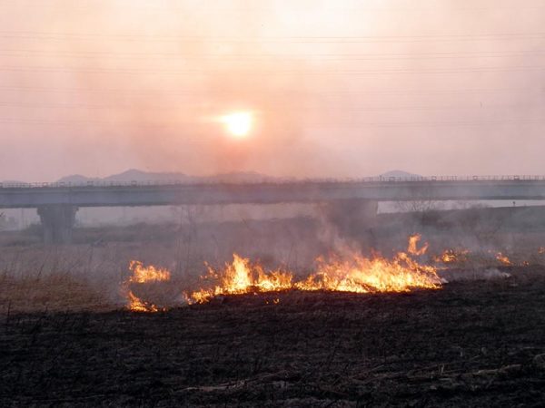 葦焼きは日本の伝統行事