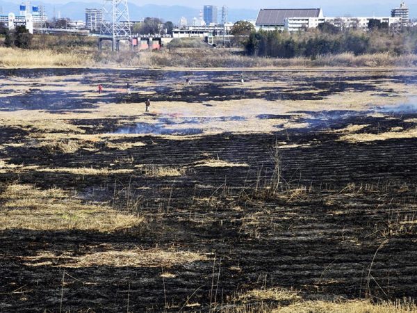 立ち枯れた葦を焼くことで、新しい芽が生えてくる