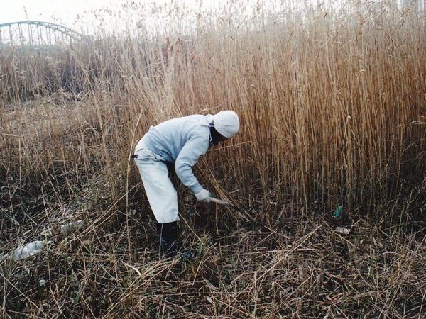 葦焼きの準備は、葦刈りと並行して使えない葦を倒すところから始まる