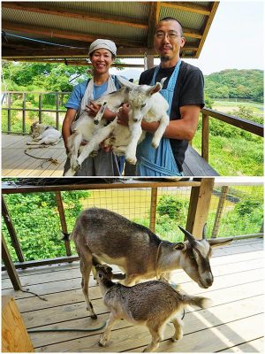 ▲ヤギの一家と共にアンプラグドな生活を送っている高岡盛志郎さん・博子さんご夫妻（42）。カリフォルニアで6年、佐賀市内で6年生活し、2018年3月、ここ有田に『TIMERの宿』をオープンした。宿名の『TIMER』は佐賀市内で経営していたレストランの店名に由来している。「ここは“自然の音”を感じる場所。段々畑の中腹に位置しているんですが、ものすごい高台で暮らしている感じ。木や鳥が飛ぶ様子を上から見下ろすこともできるんです」と博子さん。宿泊は5人まで可能。ヤギたちは庭の“草取り係”として活躍している