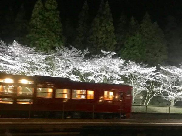 昨年行った、貸し切り列車の試験運行。大畑駅の桜並木をライトアップした</br>（写真提供：クラシックレールウェイホテル）