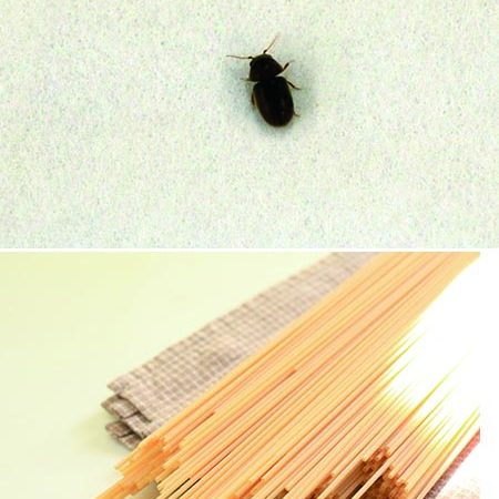シバンムシは成虫でも体長2～3ミリ程度と非常に小さい（上）。パスタなどの乾物や、畳などにわきやすいという（下）