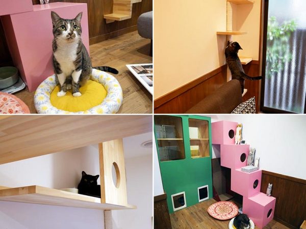 カメラを向けるとポーズを決めてくれる看板猫のはなちゃん（写真左上）。取材時にいた黒猫のクロエちゃん（左下）は先日、新しい家族に迎えられ「ニャンとなるcafé」を卒業したのだそう。カフェスペースにいるのは最多で6頭。人に慣れていない猫は緑のケージの奥で保護されている