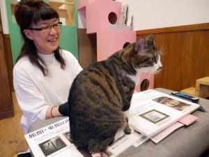 相﨑さんとともに筆者の質問に耳を傾けてくれるはなちゃん。資料が見えない…。<br>「はなちゃんは、ビニールなどの異物を飲み込んでしまって、保護したときは腸閉塞になっていました。外で食べ物を探しているうちに飲み込んでしまったのでしょう。同じ月齢の猫よりも体が小さかったのですが、今ではなかなかの重量級に育ちました。ほかにも、工事現場など危険な場所に入り込んでケガをしてしまう猫ちゃんもいて、よくレスキューに行くんですよ」と相﨑さん。<br>それぞれのストーリーをもった成猫たちが保護されている「ちよだニャンとなるcafé」。通常の猫カフェとは勝手が違う面もあるので、HPをチェックしてから出かけてみてほしい