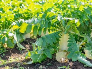 田舎で小規模な農業をやってみたい方へ。「農地付き空き家」に居住できるまでの流れなどを紹介