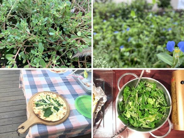 左上から時計回りにスベリヒユ、ツユクサ、タンポポのサラダに雑草ピザ