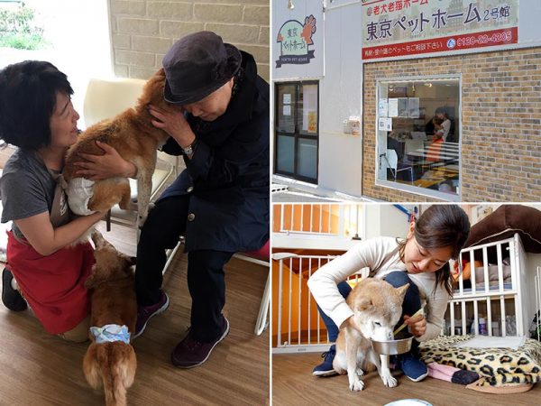 震災の発生や自身の健康問題など、急に猫や犬を飼育できなくなる状況に陥ってしまう可能性が考えられる。ペットを飼い始める場合は、飼育できなくなったときのことも慎重に考えたい