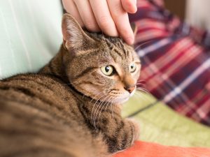 震災の発生や自身の健康問題など、急に猫や犬を飼育できなくなる状況に陥ってしまう可能性が考えられる。ペットを飼い始める場合は、飼育できなくなったときのことも慎重に考えたい