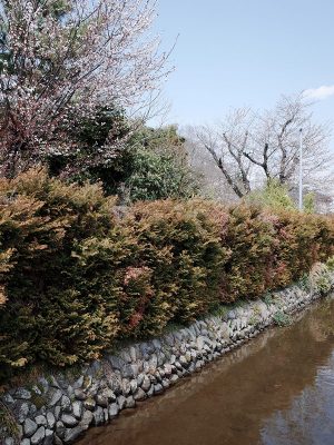 石垣のある水路は日野によく見られる