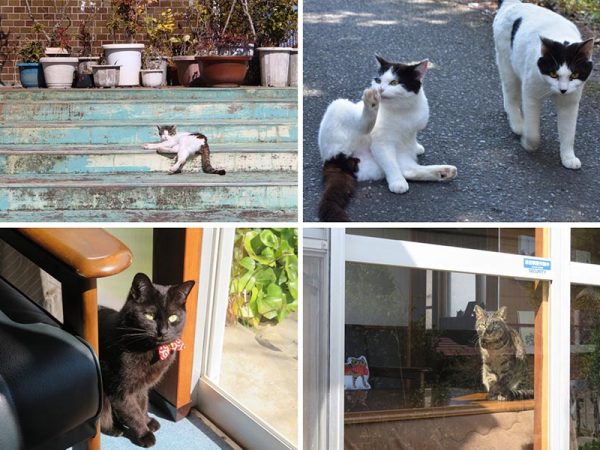 上2枚は塩坂氏撮影の田代島の猫たち。下はよあけの猫舎のくろちゃんとふうちゃん