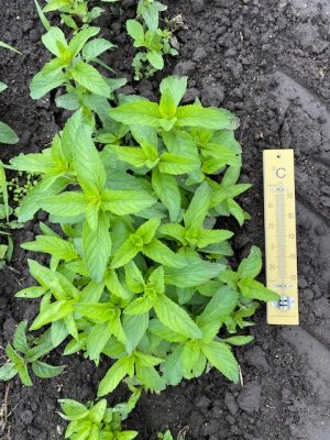 ハーブの一種として世界中で親しまれているハッカ。写真は北見ハッカ通商が栽培している和種ハッカの“ほくと”(写真提供＝北見ハッカ通商）