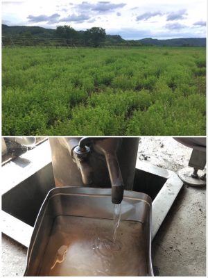 上／北見ハッカ通商の和種ハッカ栽培畑。和種ハッカは、ハッカのなかでも主成分であるハッカ脳(ℓ-メントール)が最も多く、ハッカ脳を析出するには最適な品種とされる。一般的なハッカ油は、この製造過程の中で抽出される。ハッカの結晶であるハッカ脳は、食品、医薬品など加工品に利用される。下／乾燥させたハッカ草を蒸留釜で蒸留し、油をとる。取りおろし油と呼ばれるこの油は、ハッカ工場で再精製される(写真提供＝北見ハッカ通商）