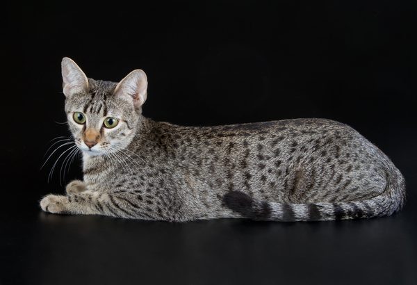 エジプトのネコ