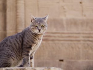 猫はどこからやってきた 波乱万丈の歴史 江戸時代の猫女中と猫ドア付きの家 住まいの本当と今を伝える情報サイト Lifull Home 039 S Press