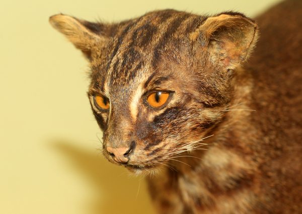 日本列島に古くから生息していた猫属のツシマヤマネコ。1971年に国の天然記念物に指定された。現在の生息数は100頭弱といわれ、国内希少野生動物種に指定されている