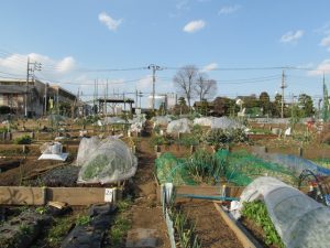 宅地化農地の利用については、その所有者に意思決定が委ねられていたことで無秩序な開発が進んだ