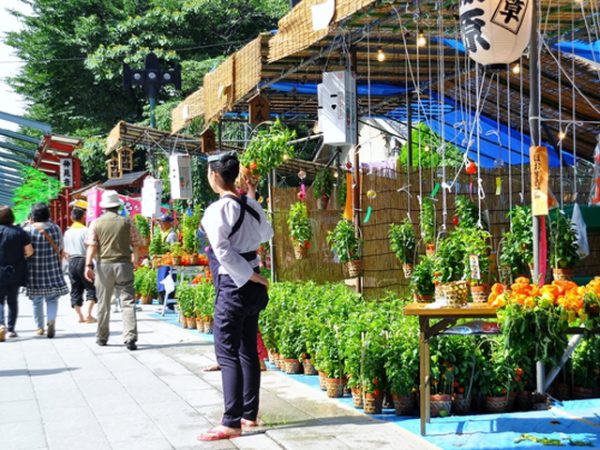 7月10日は観世音菩薩の縁日にあたり、その日に参拝すると46,000日分のご利益があると信じられている。鬼灯（ほおずき）は明和年間（1764-1772）に雷よけとして売られ始めたが、始めは鬼灯ではなく赤トウモロコシだった