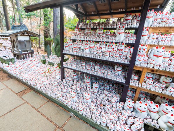 豪徳寺に奉納されている招き猫は、白猫で右手招きが基本パターン。ここに座っているのは、それぞれの家に福を招いて仕事を全うした証